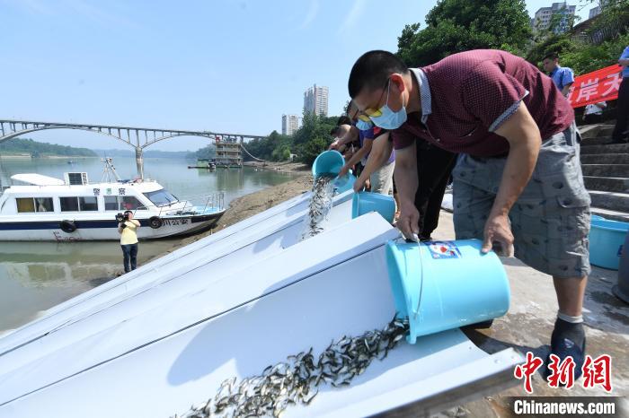 图为参加活动的人员将鱼苗放生嘉陵江公开水域。　陈超 摄